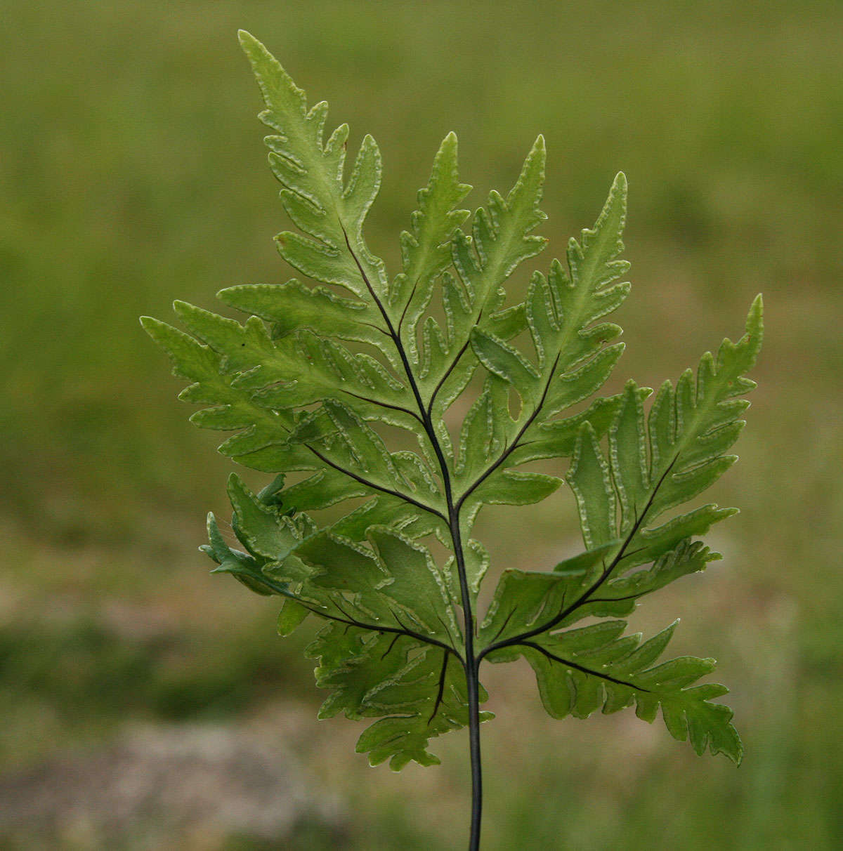 Image of doryopteris