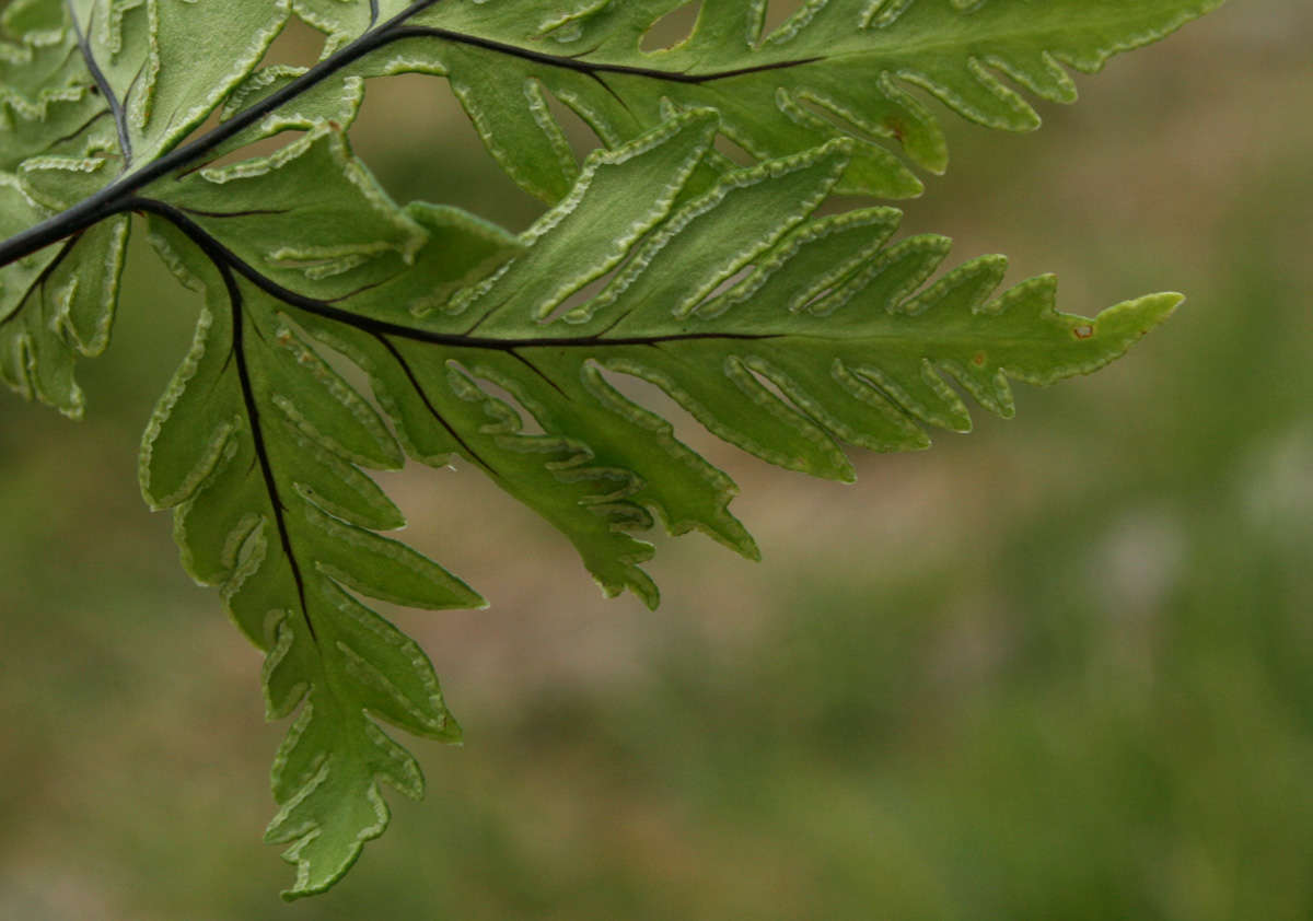 Image of doryopteris