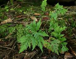 Image of doryopteris