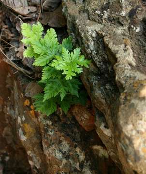 Image of doryopteris