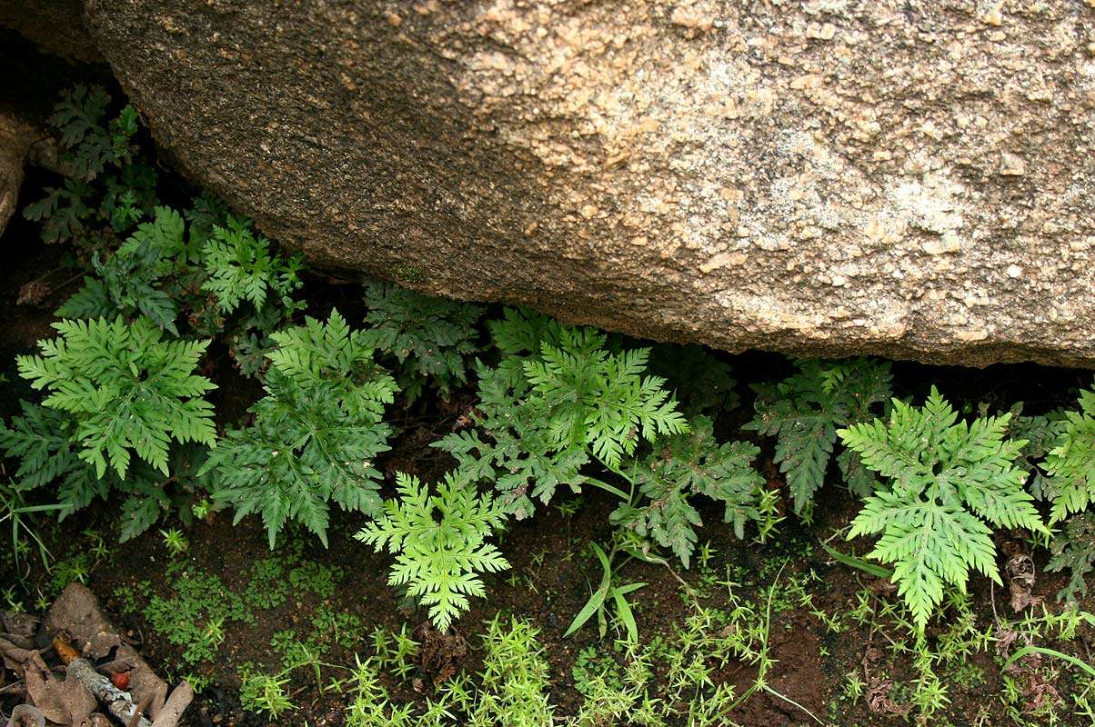 Image of doryopteris