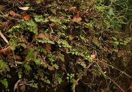 Image of maidenhair fern