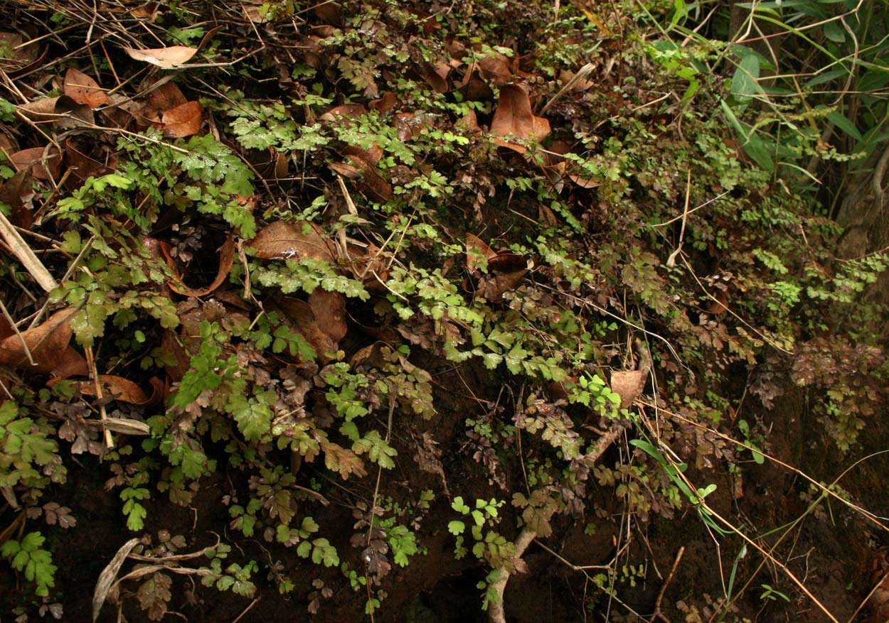 Image of maidenhair fern