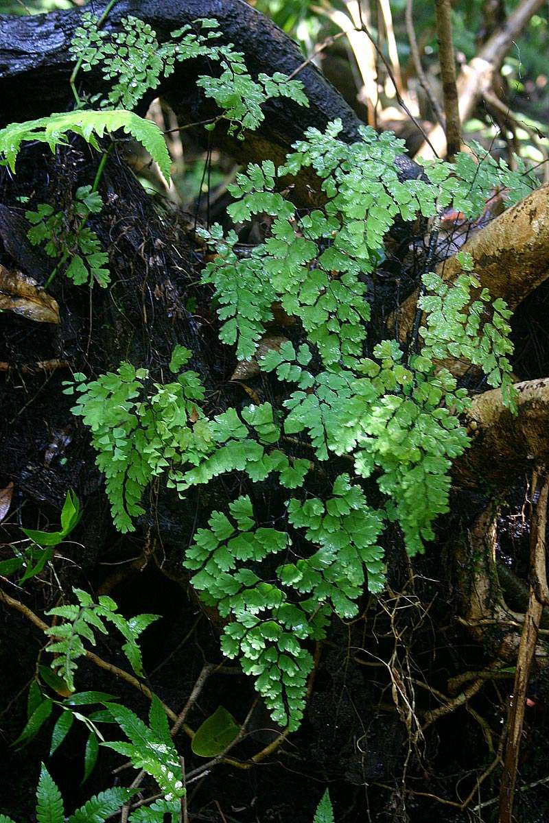 Image of maidenhair fern