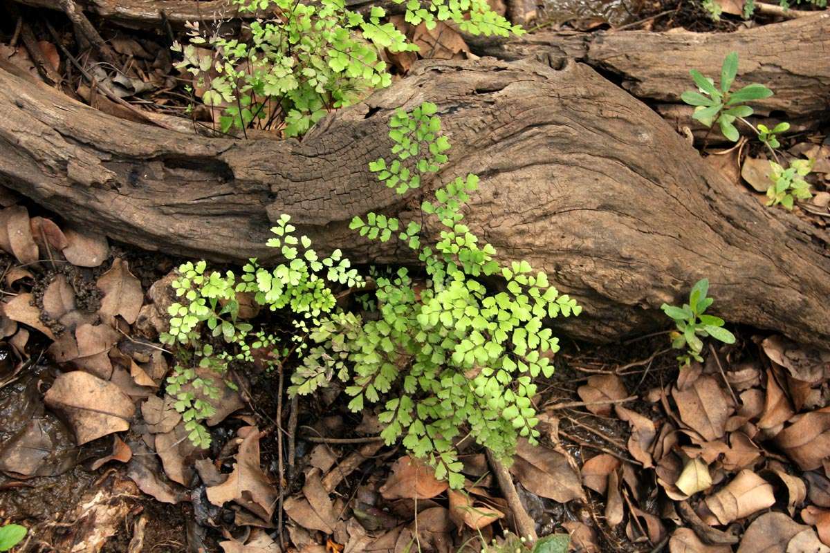 Image of maidenhair fern