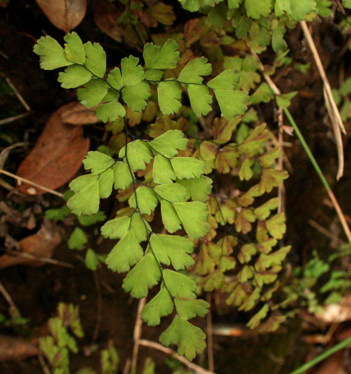 Image of maidenhair fern