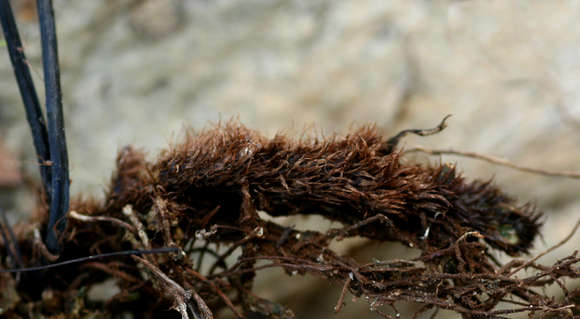 Image of maidenhair fern