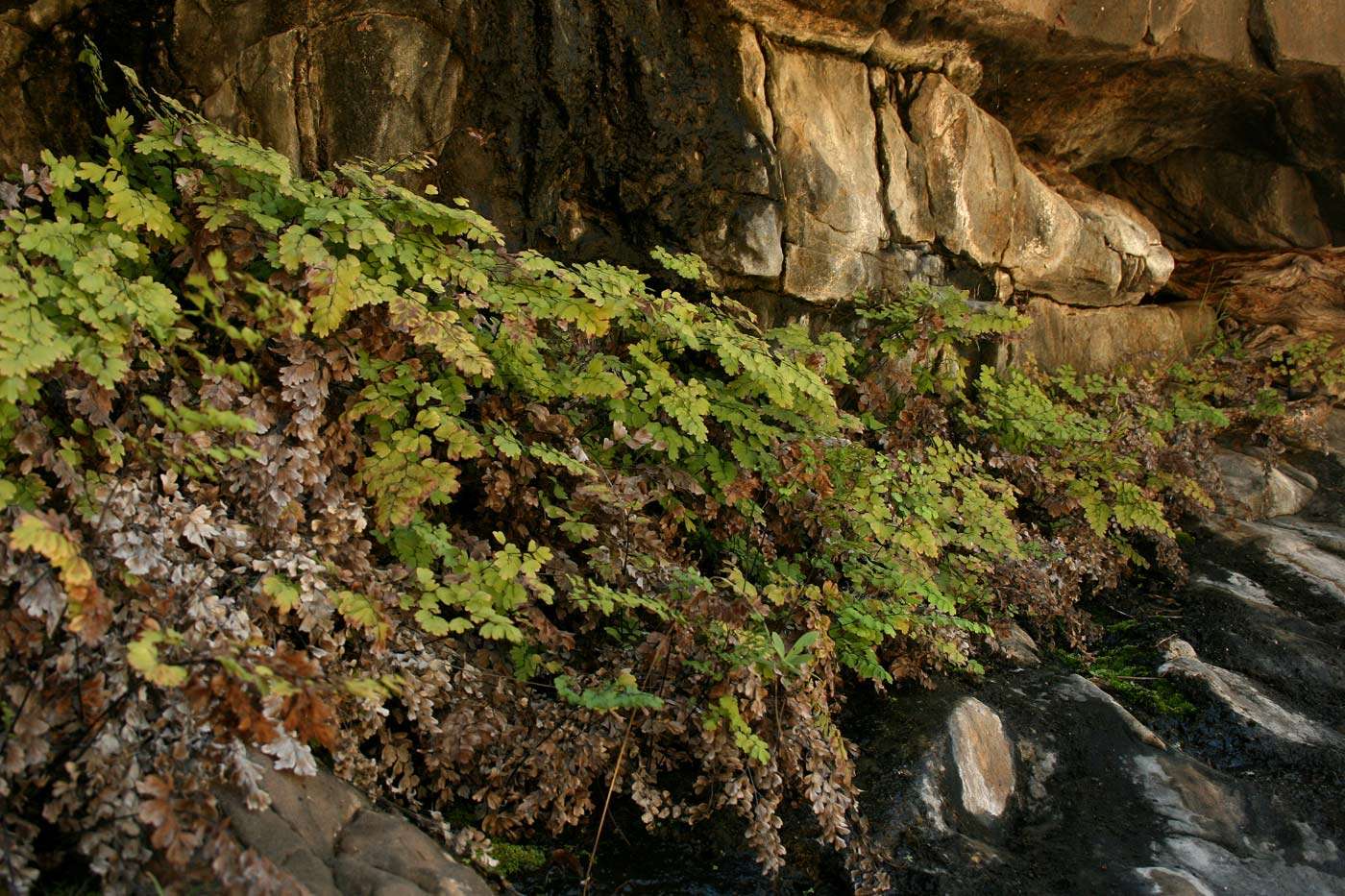 Image of maidenhair fern