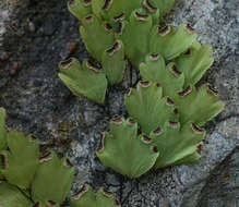 Image of maidenhair fern