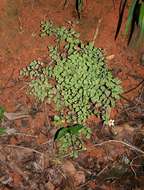 Image of maidenhair fern