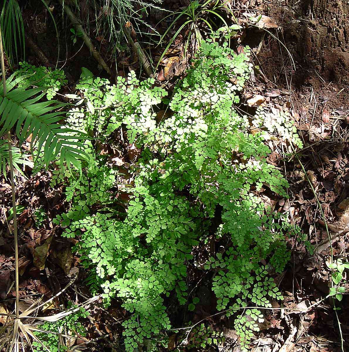 Image of maidenhair fern