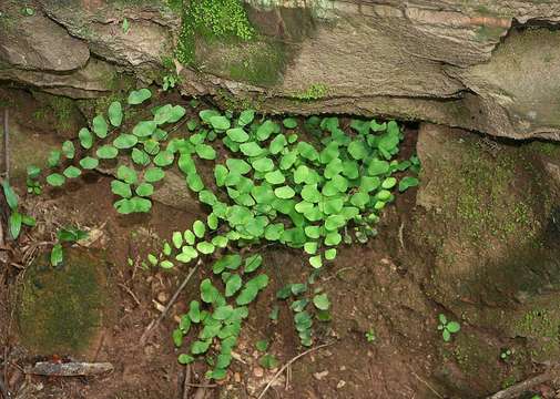 Image of Adiantum mendoncae Alston