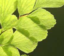 Image of maidenhair fern