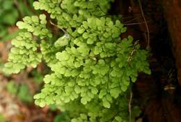 Image of maidenhair fern