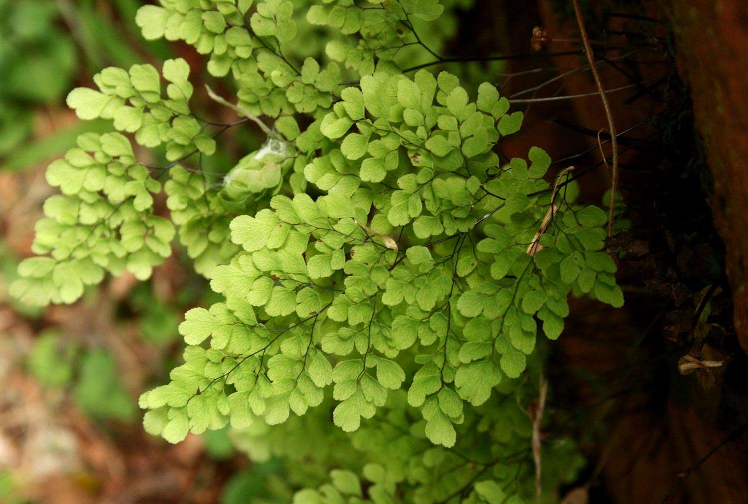 Image of maidenhair fern