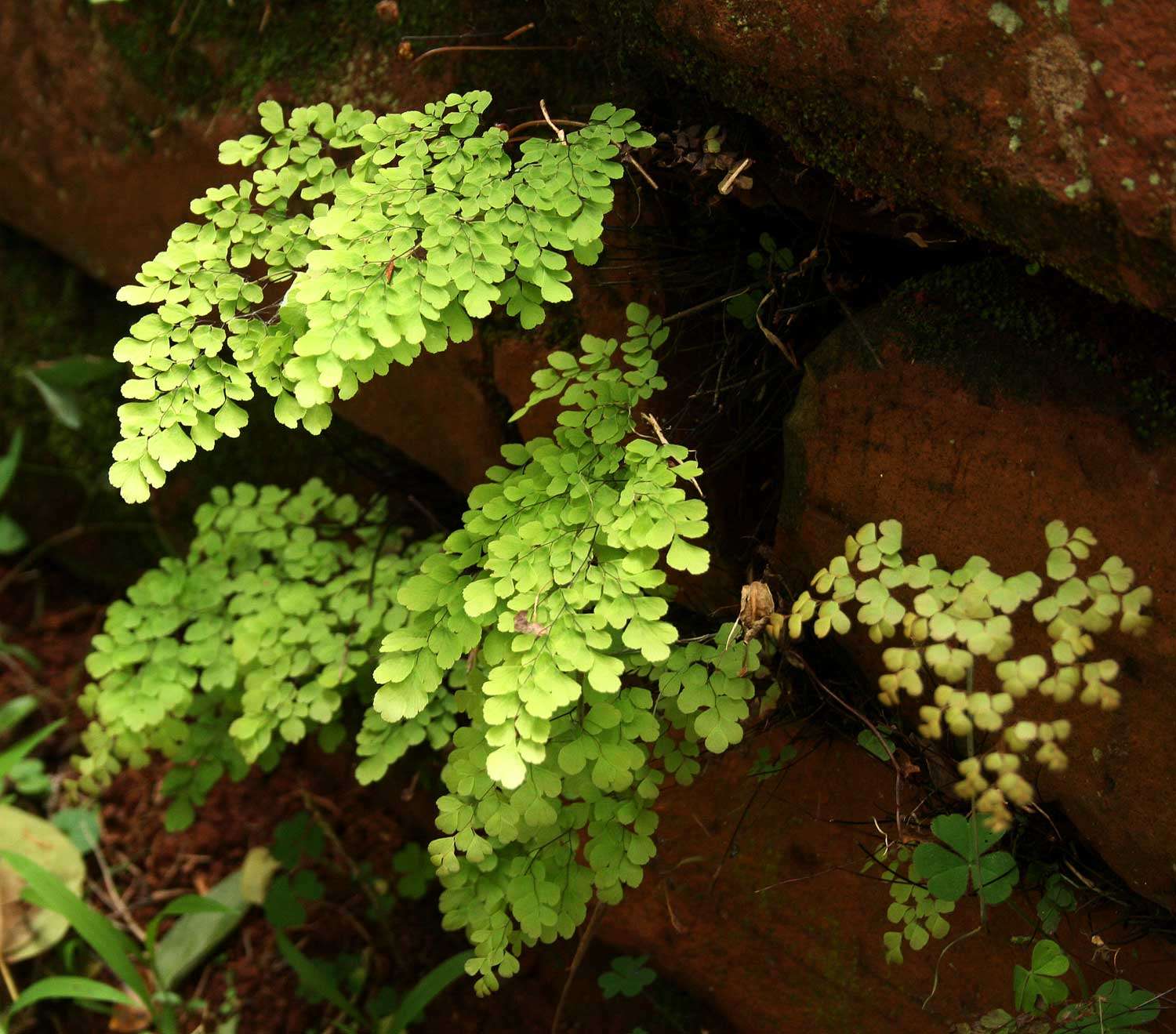 Image of maidenhair fern