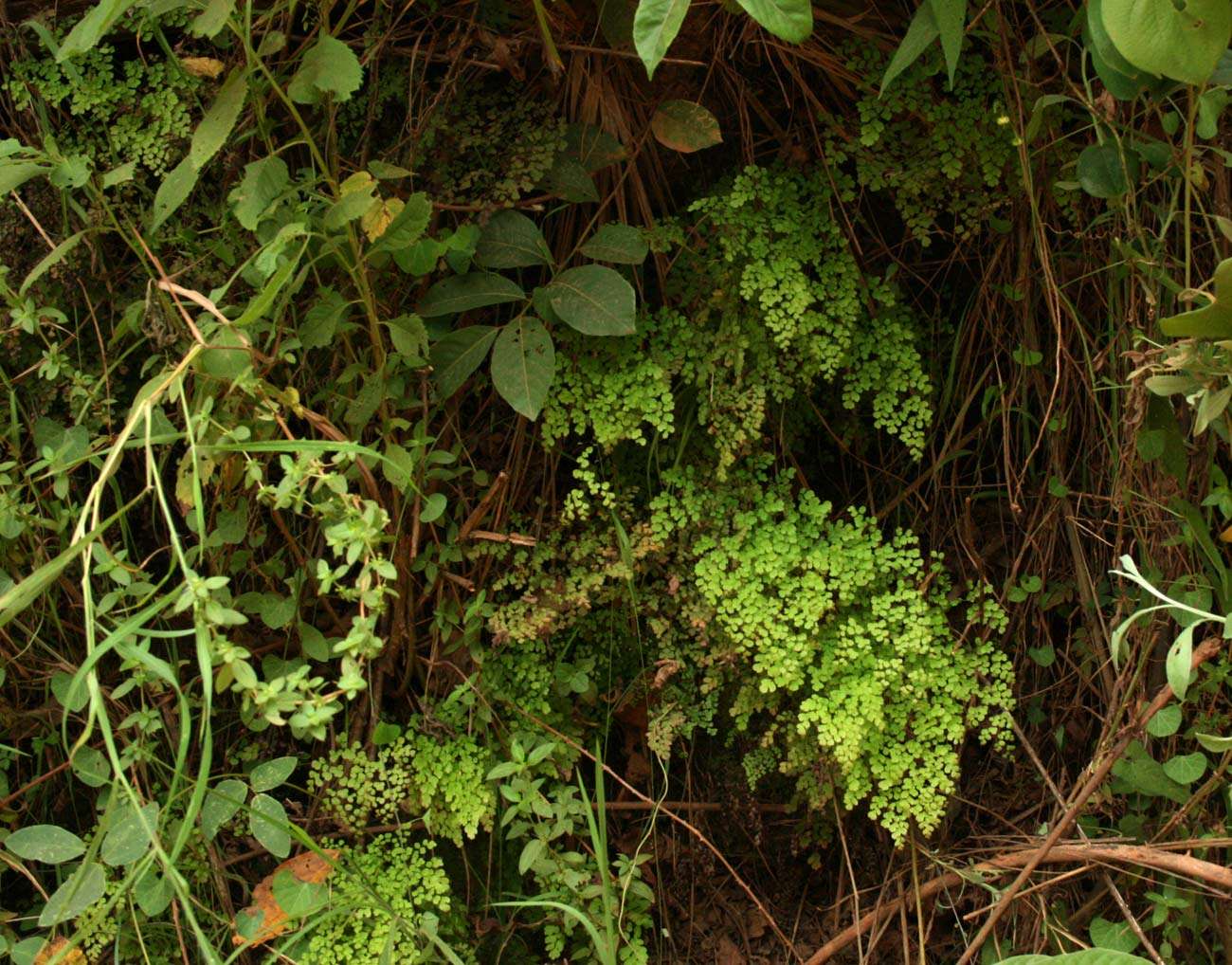 Image of maidenhair fern