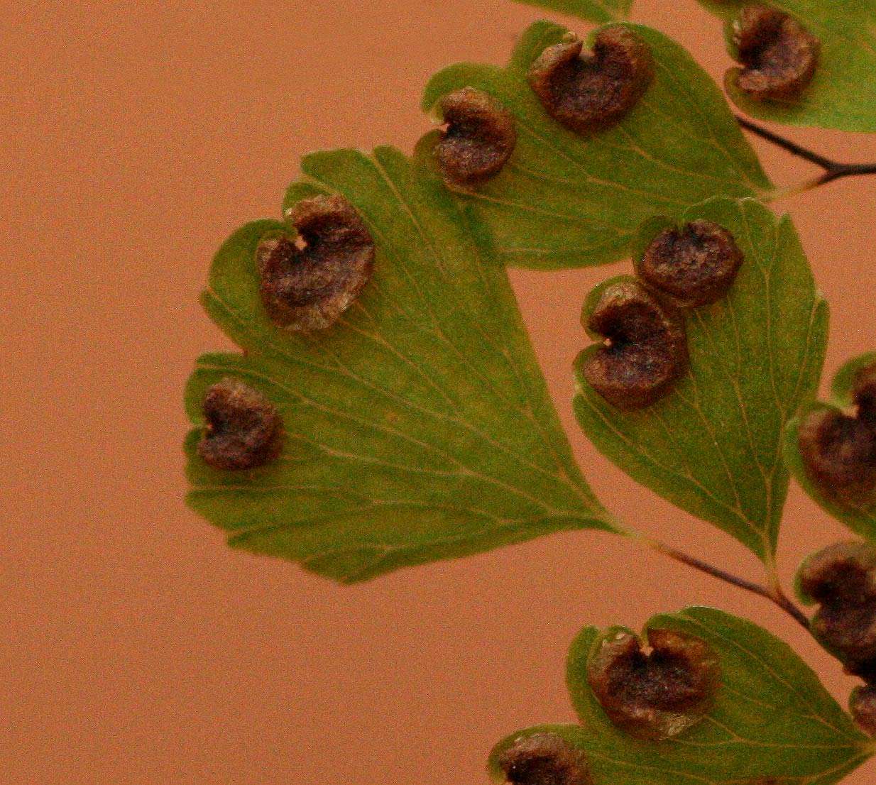 Image of maidenhair fern