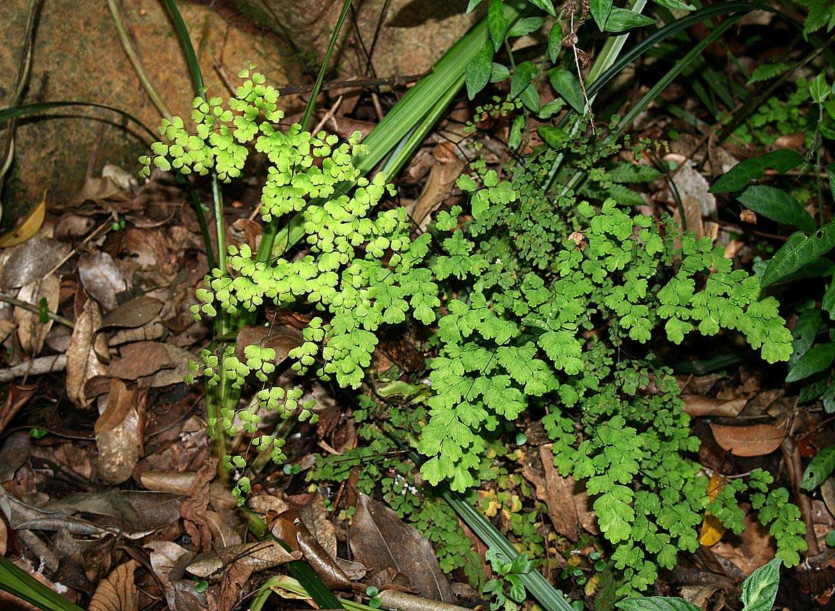 Image of maidenhair fern