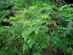 Image of maidenhair fern