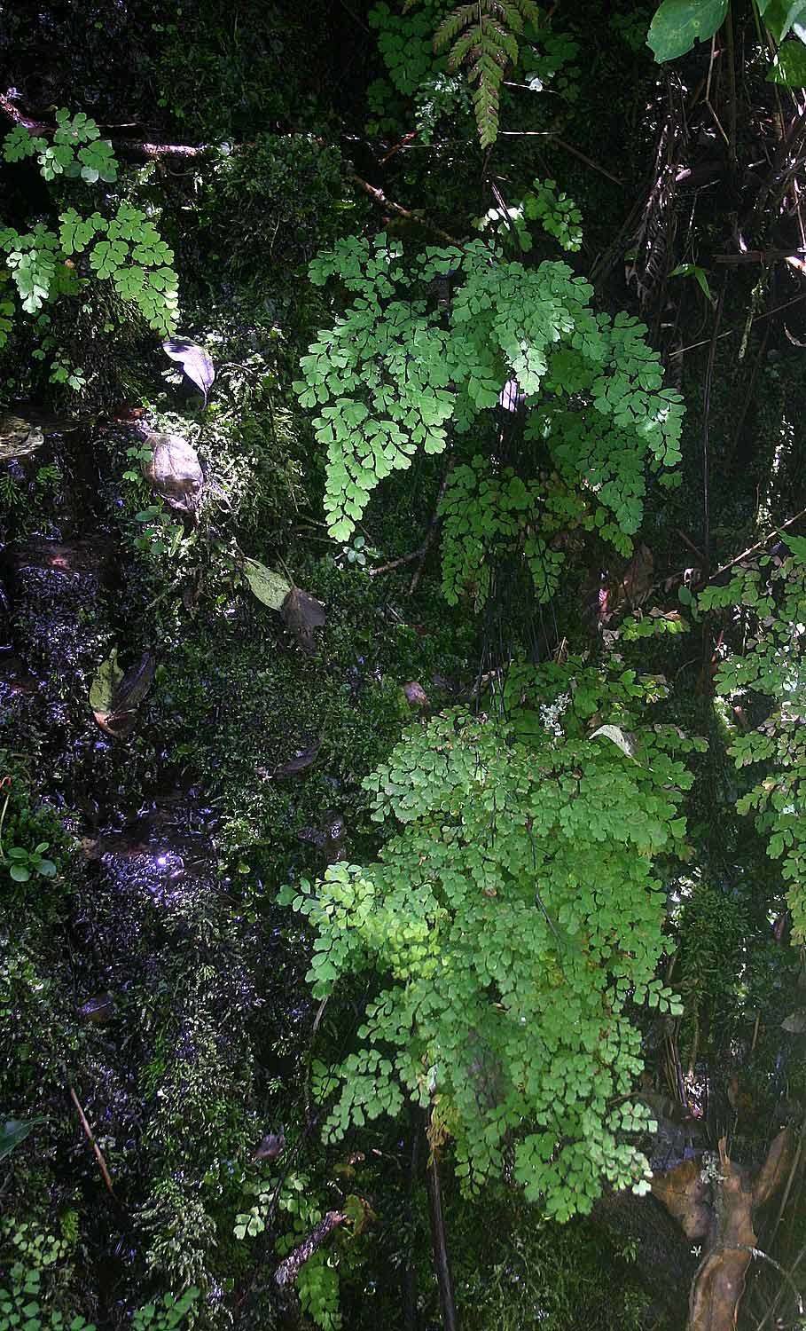 Image of maidenhair fern