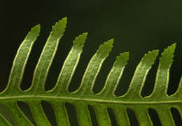 Image of brake fern