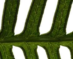 Image of brake fern