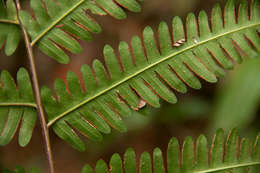 Image of Pteris catoptera Kunze