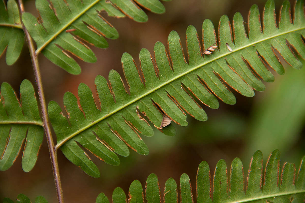 Imagem de Pteris catoptera Kunze