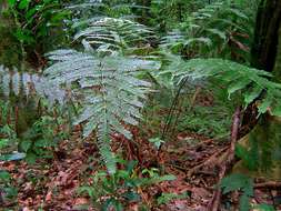 Sivun Pteris catoptera Kunze kuva