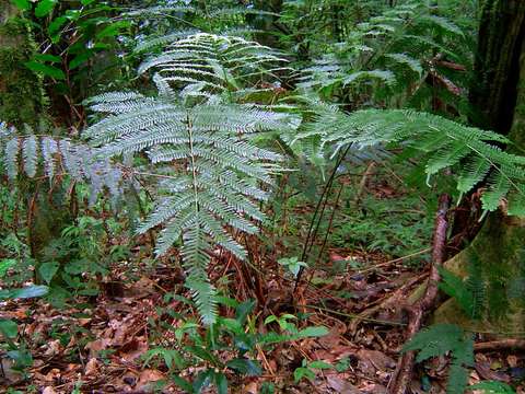 Imagem de Pteris catoptera Kunze