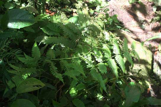 Sivun Pteris catoptera Kunze kuva