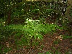 Image of <i>Pteris dentata</i> Forssk.