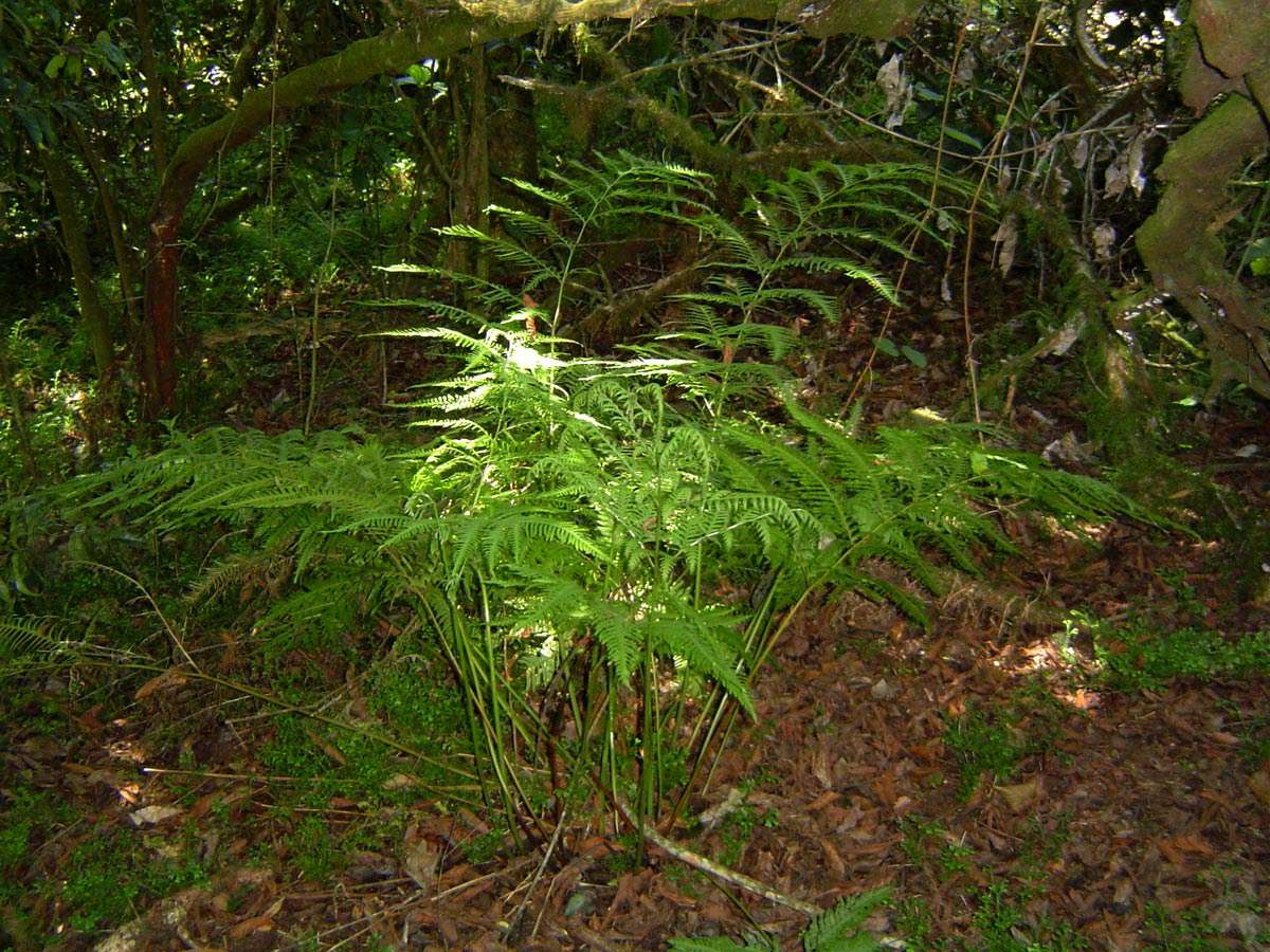 Image of <i>Pteris dentata</i> Forssk.