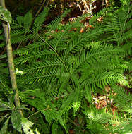 Image of <i>Pteris dentata</i> Forssk.