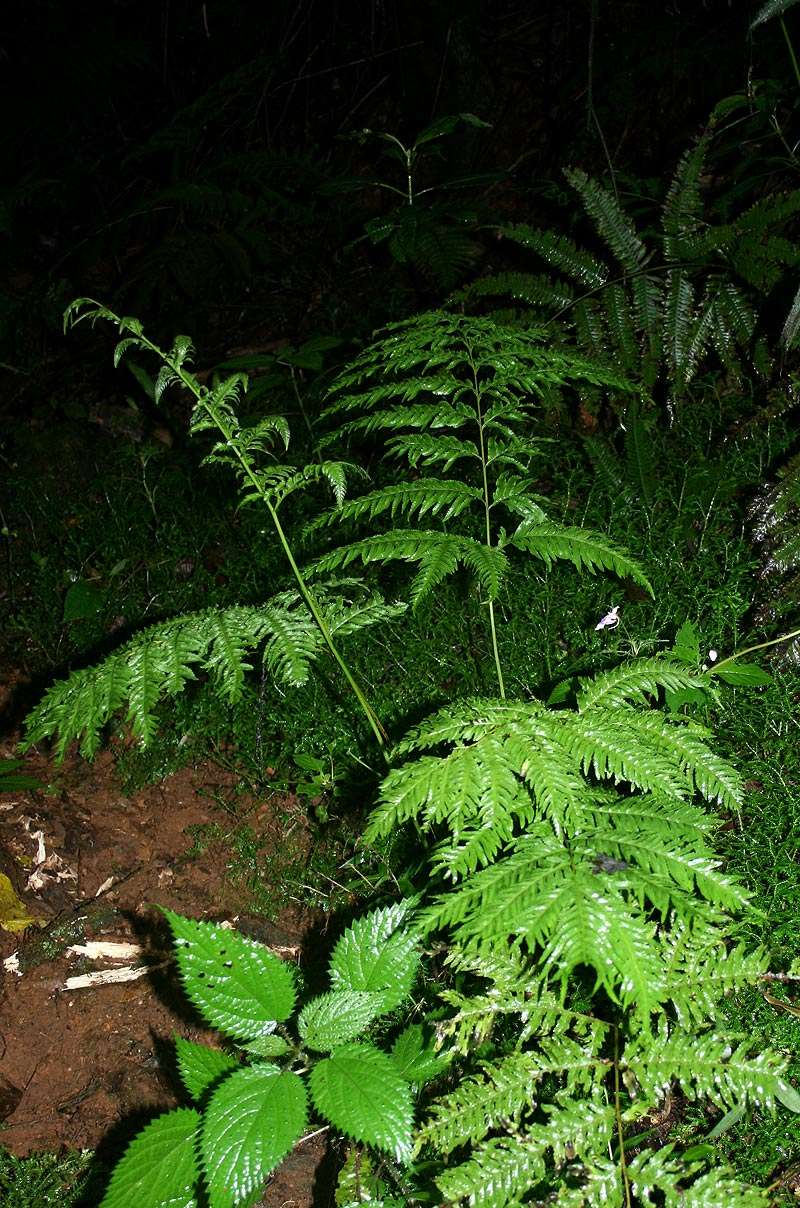 Image of <i>Pteris dentata</i> Forssk.