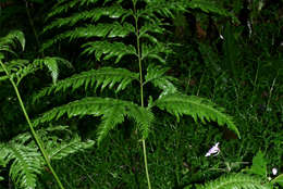 Image of <i>Pteris dentata</i> Forssk.