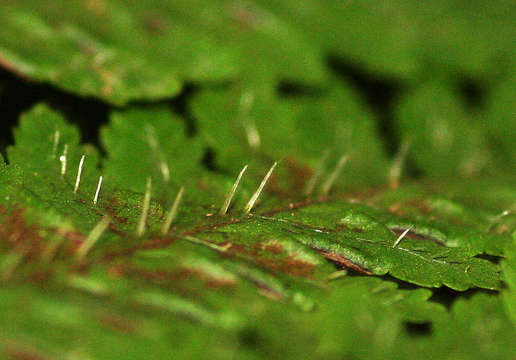 Imagem de Pteris muricella Fée