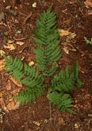 Image of Pteris muricella Fée