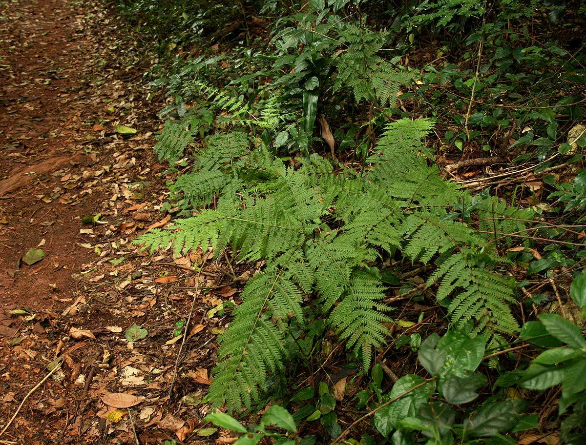 Image of Pteris muricella Fée