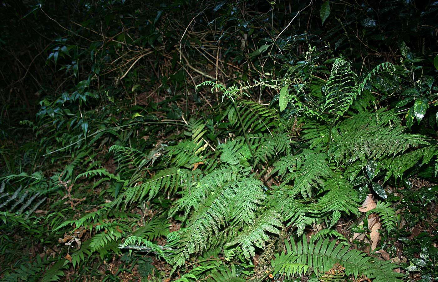 Image of Pteris muricella Fée