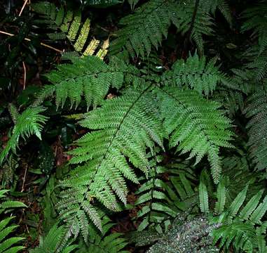 Imagem de Pteris muricella Fée