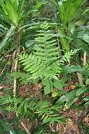 Image of Pteris muricella Fée