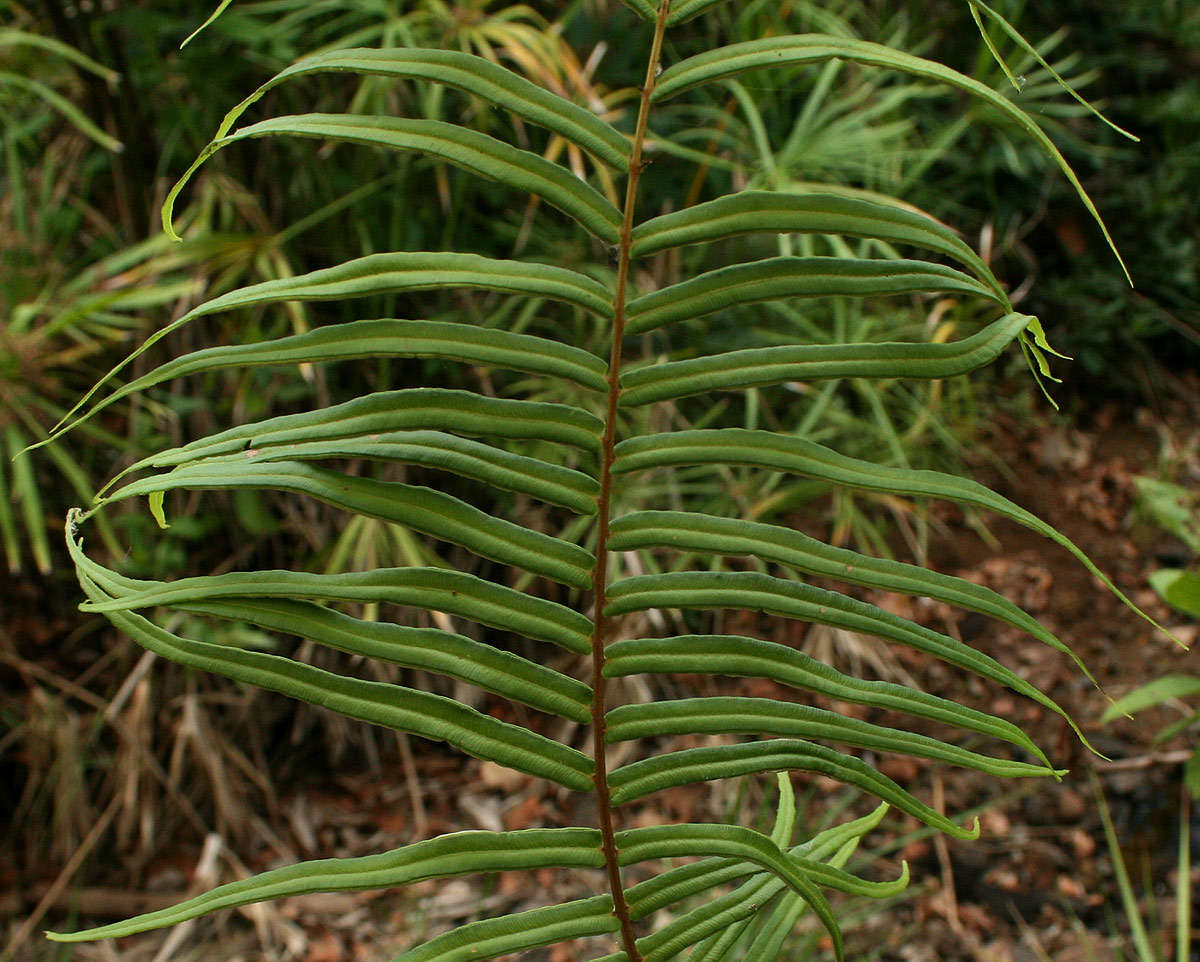 Image of Elephant-Leaf Brake