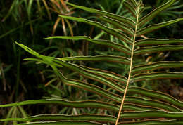 Image of Elephant-Leaf Brake