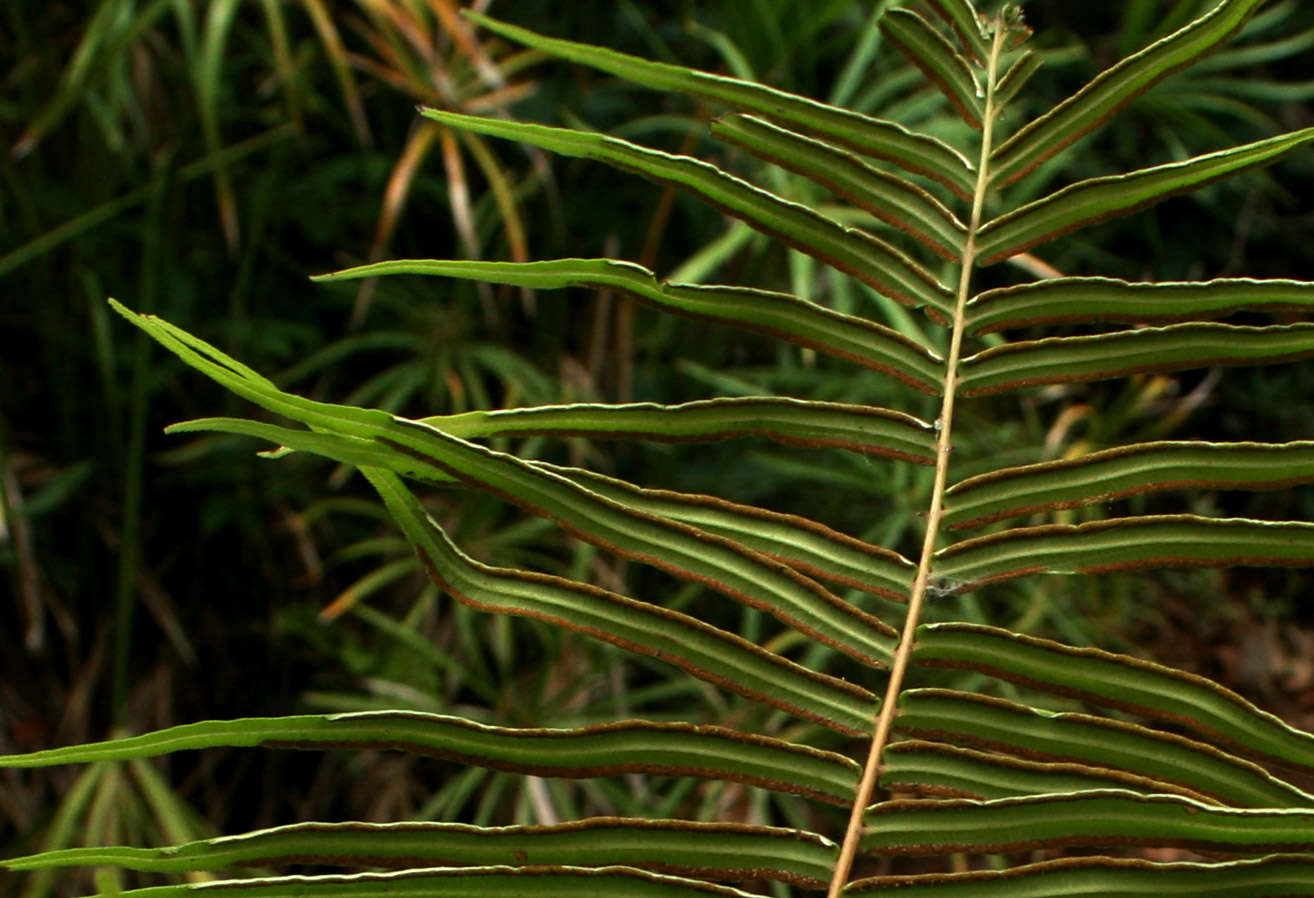 Image of Elephant-Leaf Brake