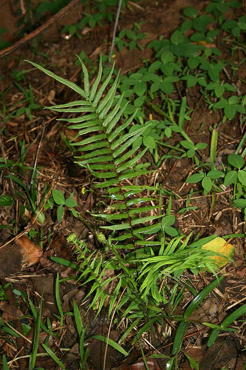 Image of Elephant-Leaf Brake