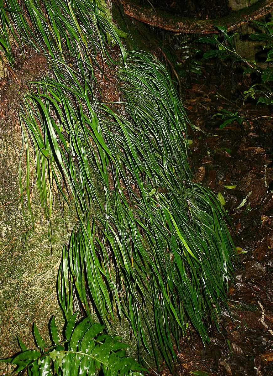 Imagem de Haplopteris guineensis (Desv.) E. H. Crane