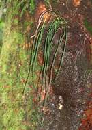 Image of Shoelace fern