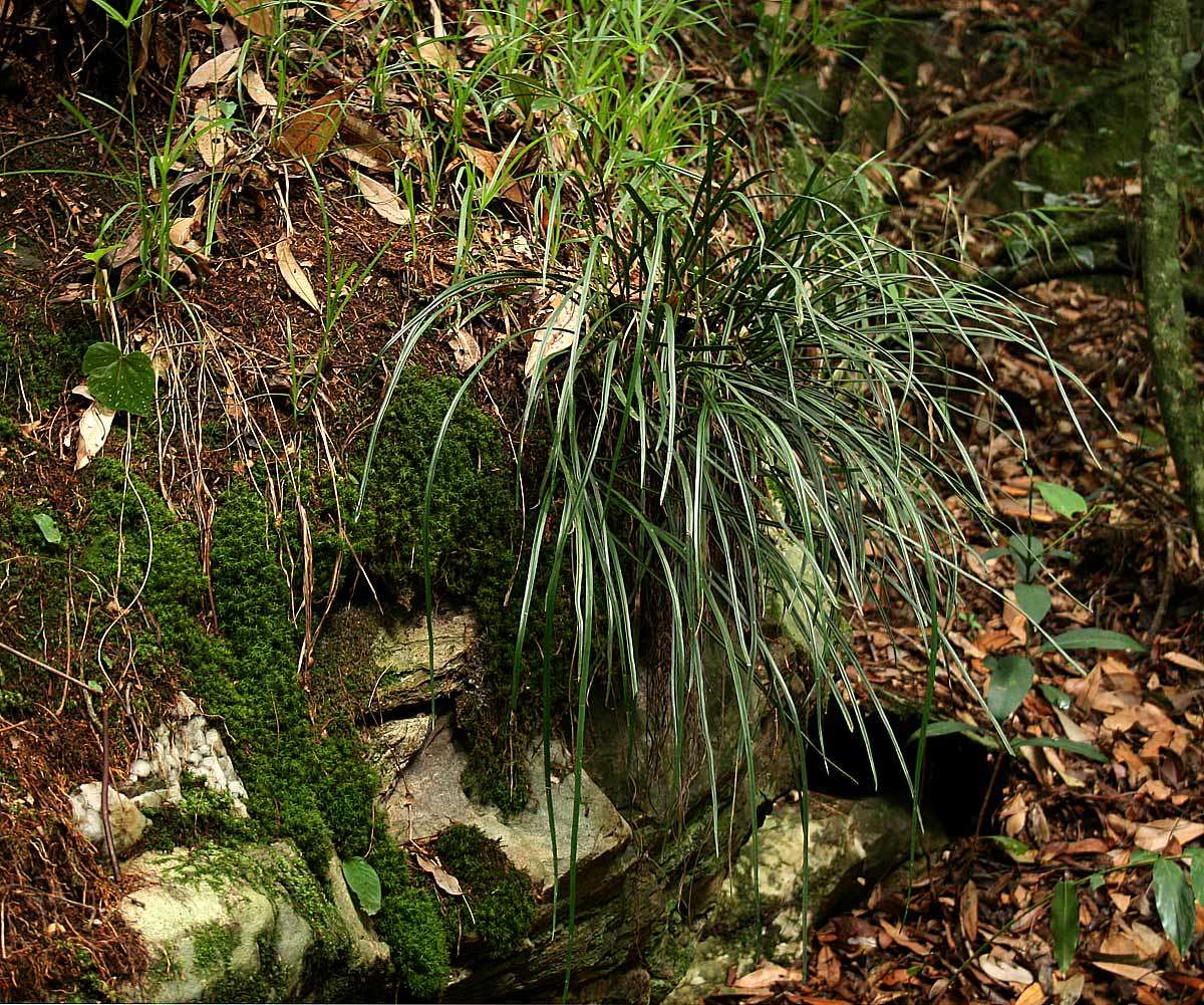 Image of Haplopteris volkensii (Hieron.) E. H. Crane